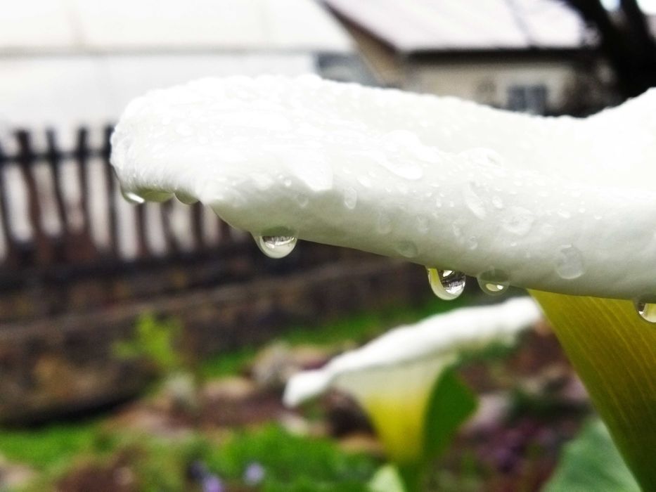 Кала біла ефіопська