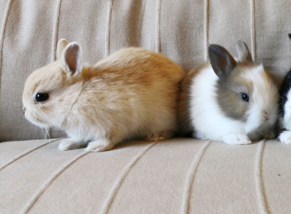 KIT completo coelhos anões mini desparasitados e vacinados