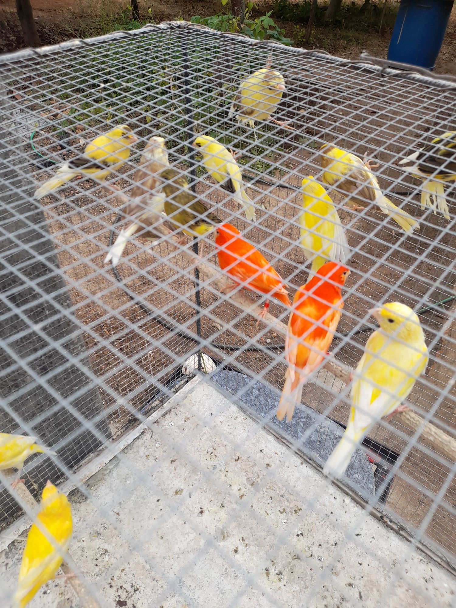 Vendo canários 15€