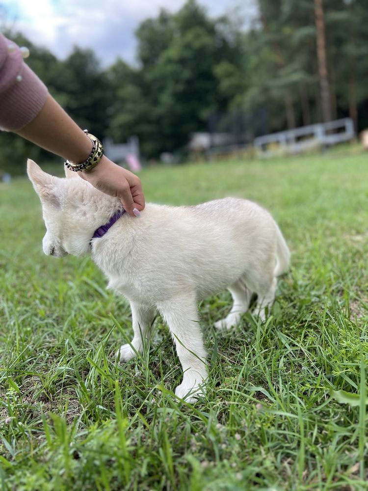 REZERWACJA Husky Siberian/Syberian