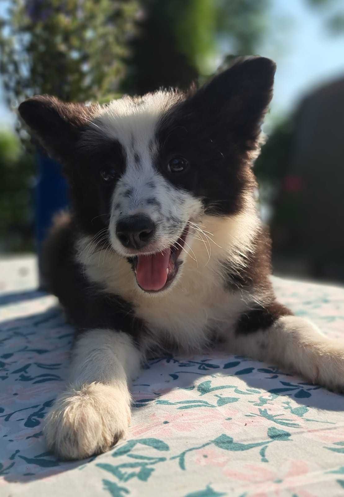 Border Collie suczka