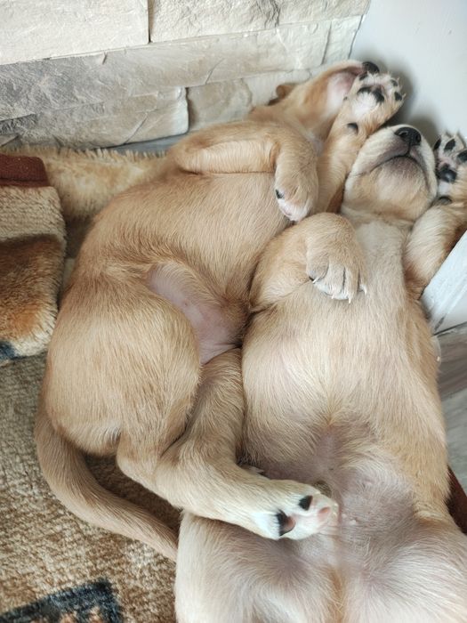 Oddam szczeniaki w dobre ręce!
Do pokochania czekają urocze maluchy po