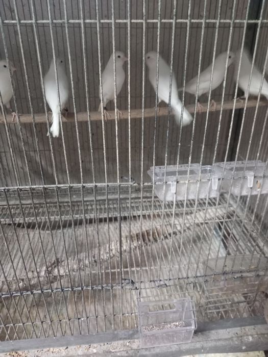 canarios vermelhos  e brancos