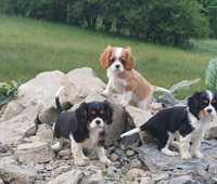 Cavalier King Charles Spaniel