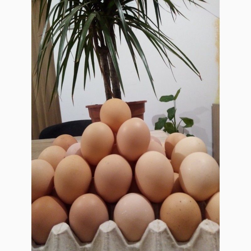 Яйця домашні курячі