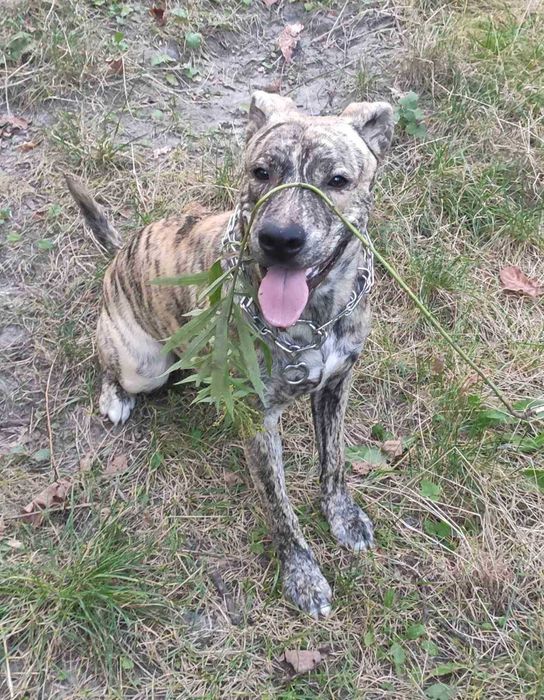 В'язка стаффордширского дога, шукаємо дівчинку