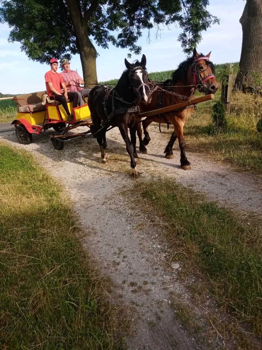 Sprzedam spokojnego ogierka