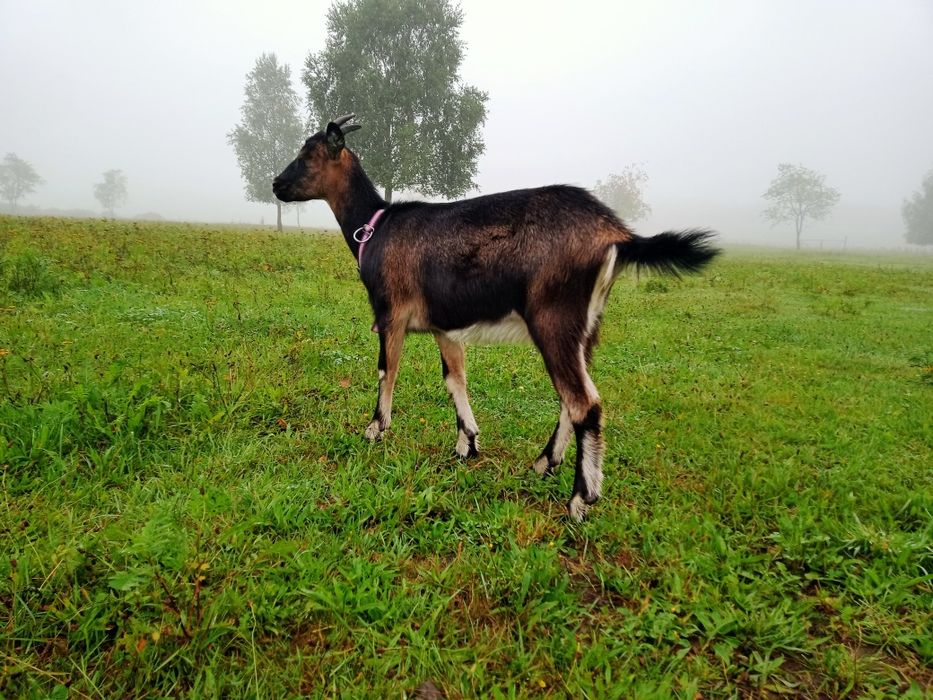Koza młoda kózka