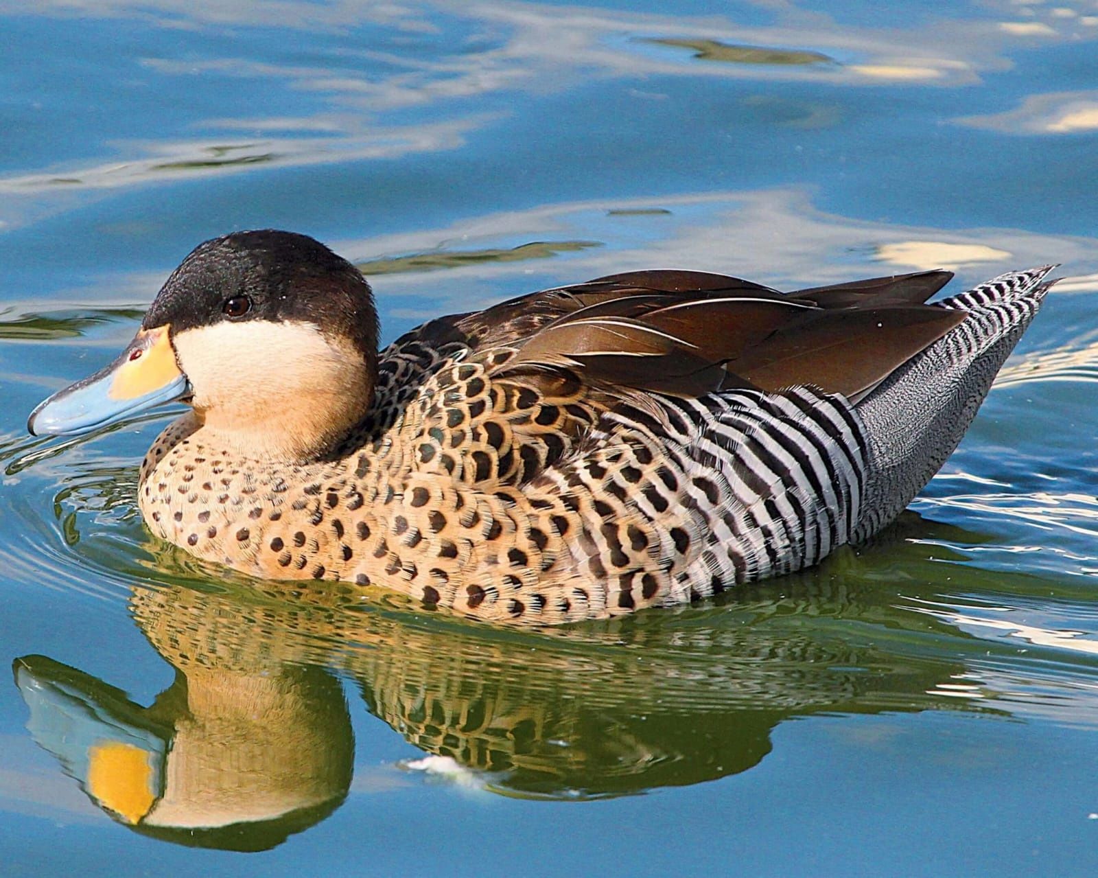 Patos/carolino/mandarim versicolor