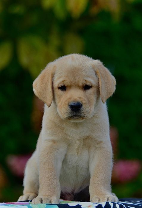 Labrador retriever