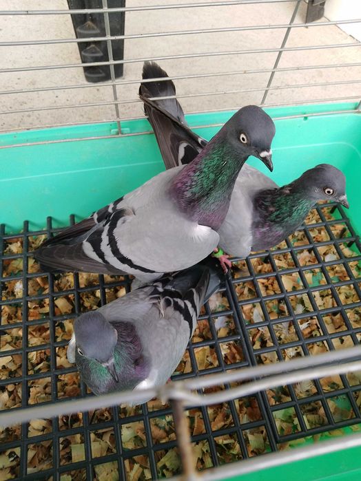 Sprzedam wiedeńskie