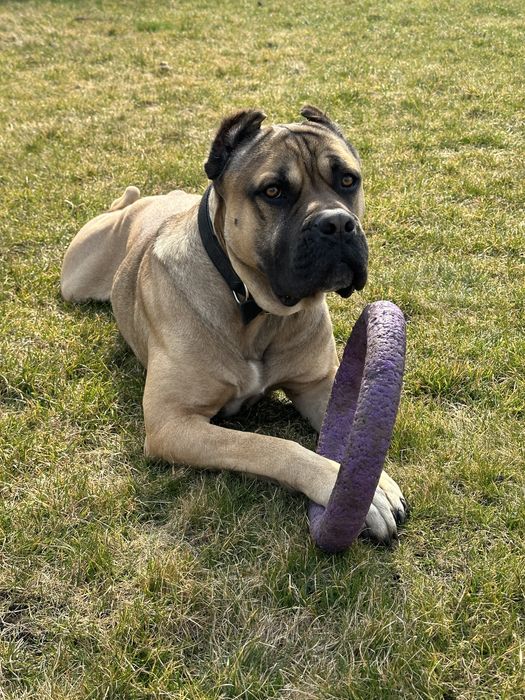КанеКорсо вʼязка,чистокровного хлопчика
