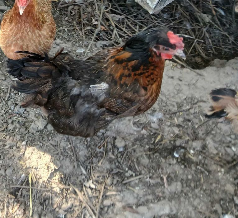 Sprzedam kury ..