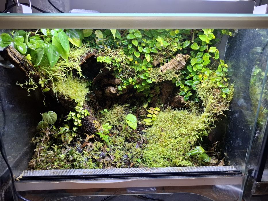 Terrarium dla drzewołazów