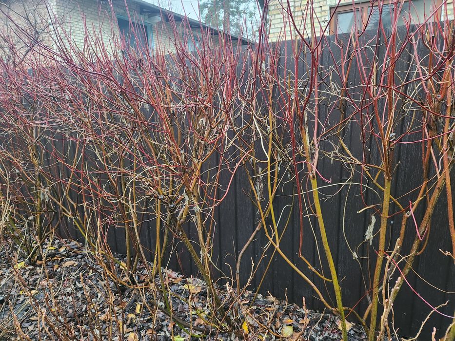 Дерен  Буча велики