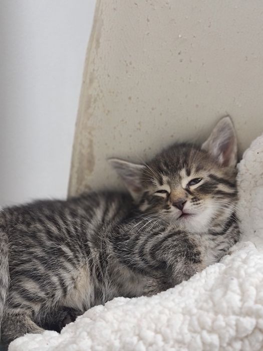 Piękne kotki do wydania