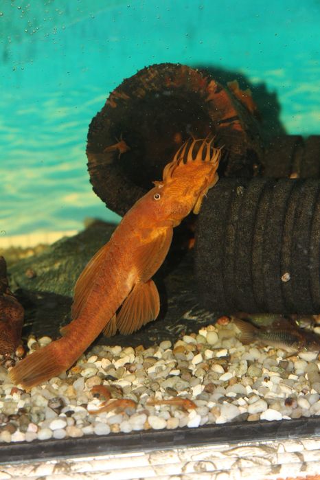 Zbrojnik super red  (glonojad czerwony)