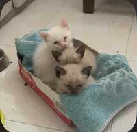 Gatinhos bebés para adoção