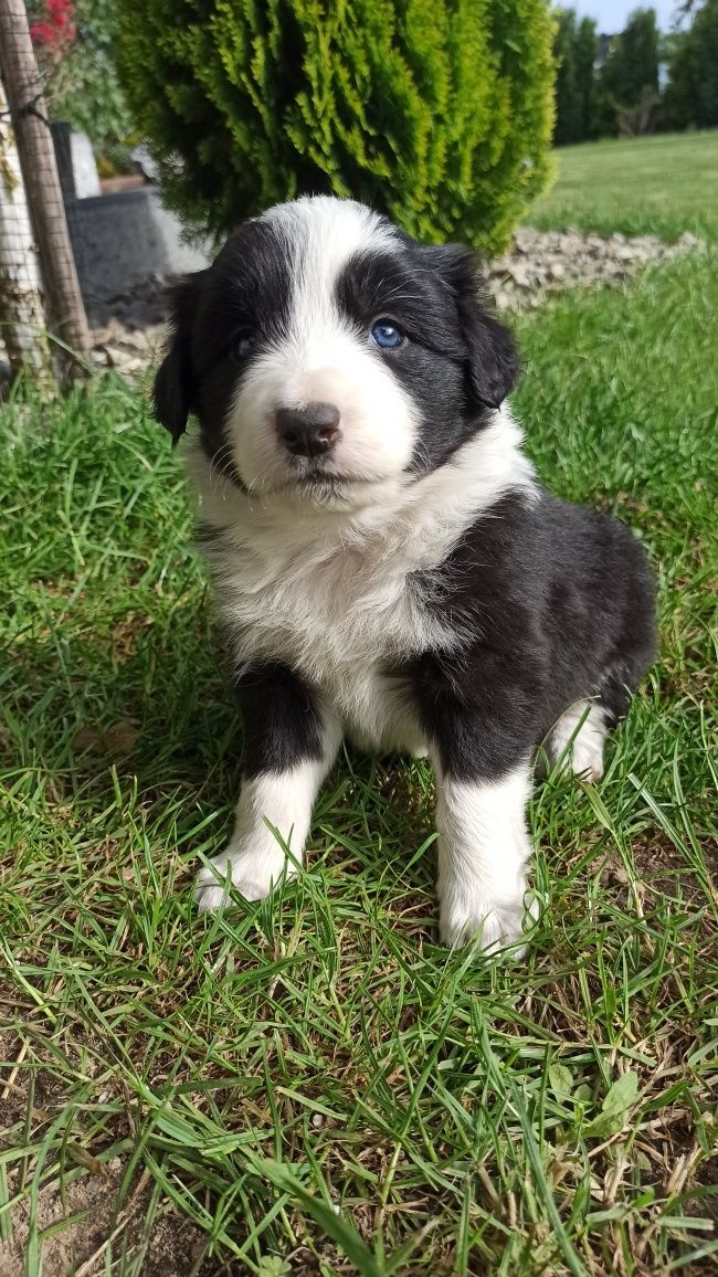 Border Collie piękna suczka