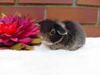 Mini lop, królik miaturka, króliczek baranek, karzełek