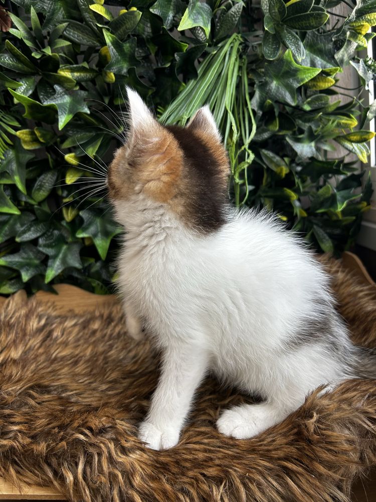 Macho scottish bicolor