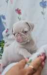 Excelente Pug Pink Carlin, exótico maravilhoso