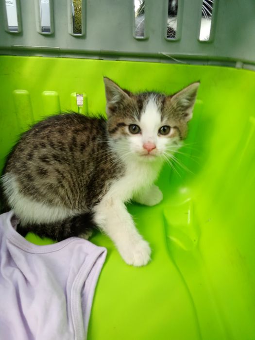 Oddam kotki za darmo