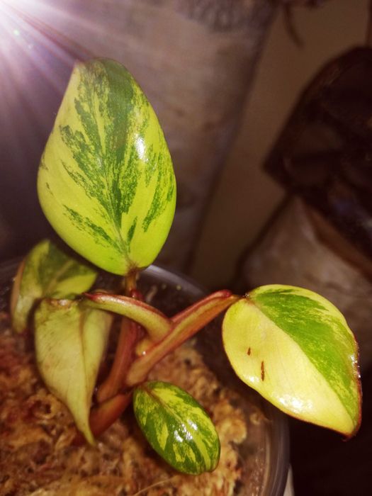 Philodendron Strawberry Shake Variegata Pink roślina kwiat monstera