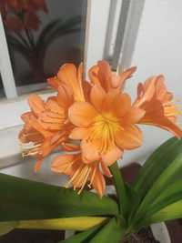 Clivias de flor laranja-amarela