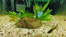 Gupiki Grass Red oraz Blue