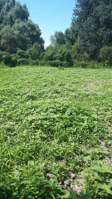 Продаж будинку в с.Перемога(60 км від Києва)