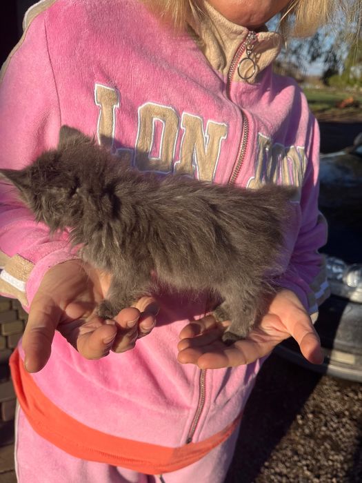 Віддам в хороші руки