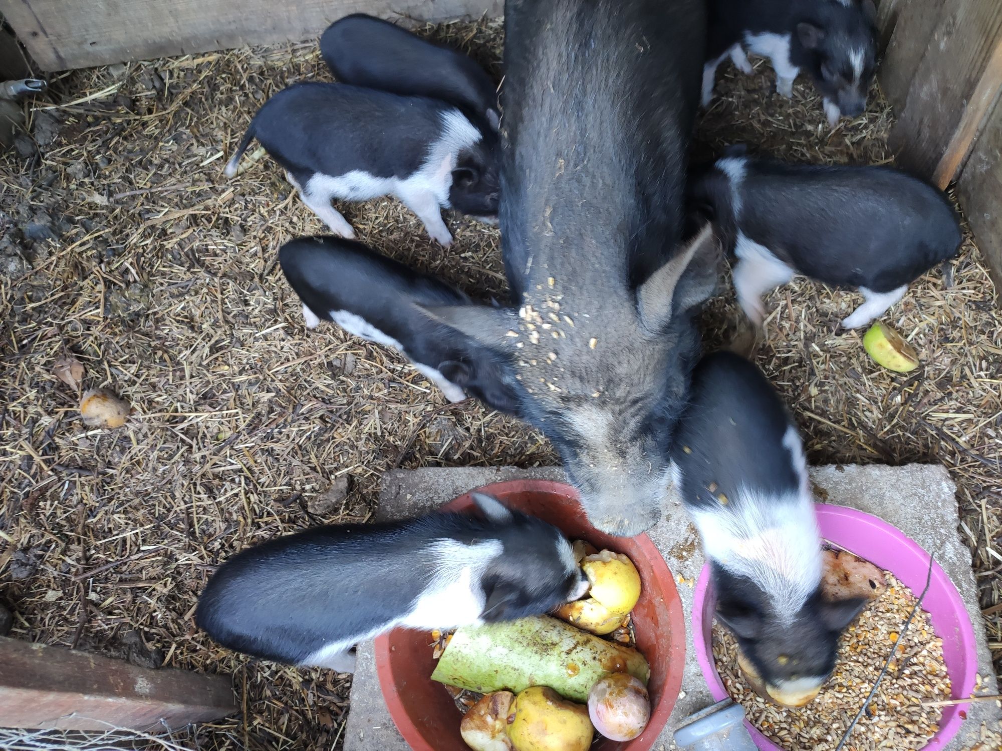 Mini Pig . Não são vietnamita