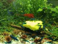 Neocaridina Blue Dream