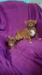 Mini czekoladowa suczka chihuahua Tiffany.