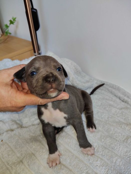 American Staffordshire Terrier - hodowla Błękitny z Kujaw - SUCZKA 1