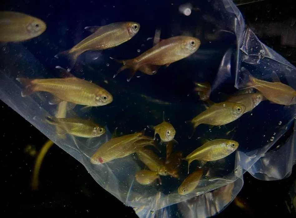 Miedzik - Tina Zoo Gliwice Jasna