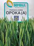 Pszenica ozima Opoka cena brutto