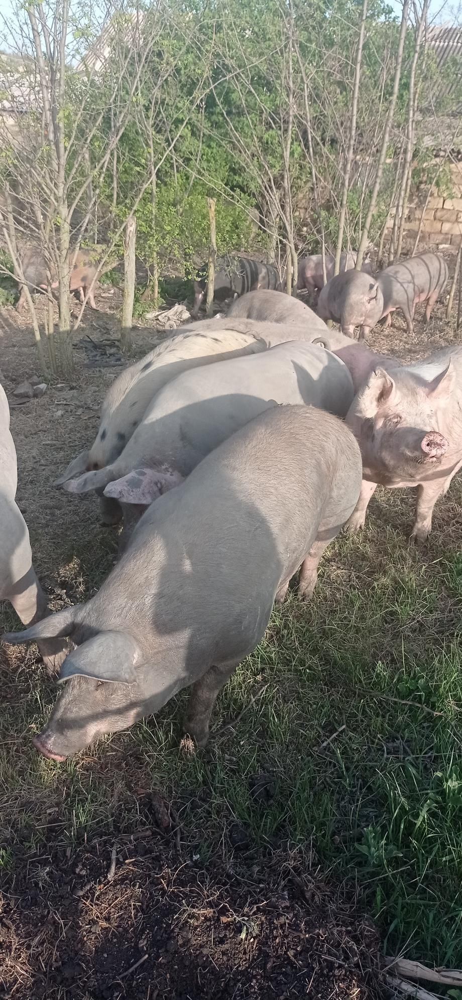 Продам м'ясну породу свиней живим весом