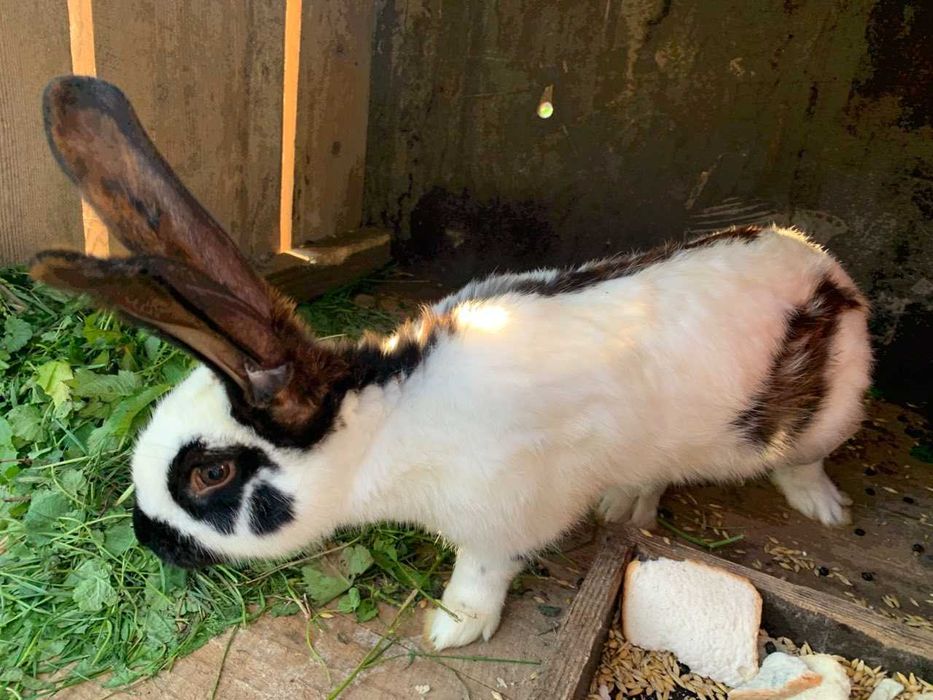 Продам,кролі строкачі