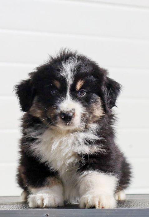 Pastor americano miniatura (mini aussi)