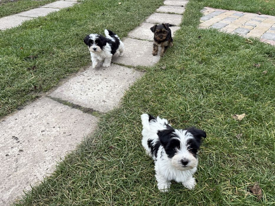 Sprzedam Yorkshire Terrier Biwer Morki