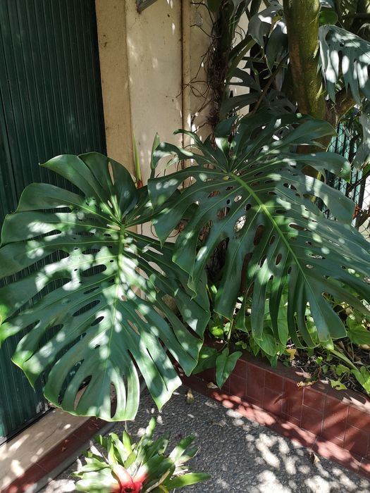 Folhas Naturais Gigantes de Monstera – +50cm – Decoração e Eventos