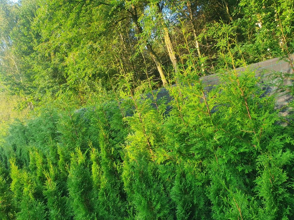 Promocja Thuja Brabant 180-240 cm tuja 2m Aureospicata
