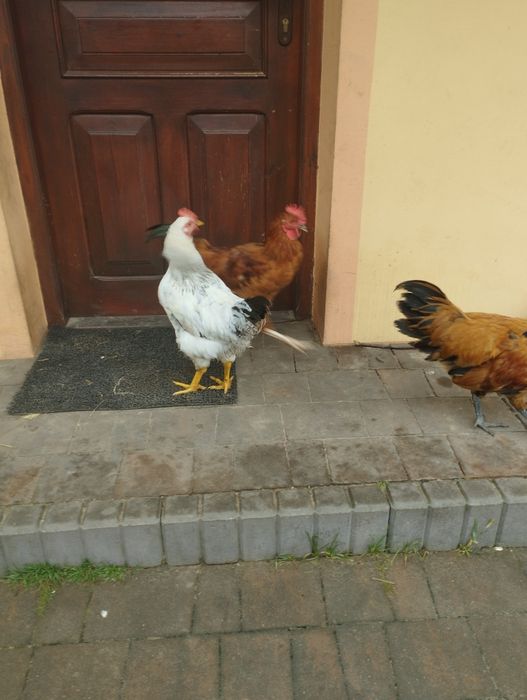 Sprzedam młode kogutki