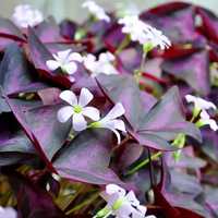 Oxalis triangularis