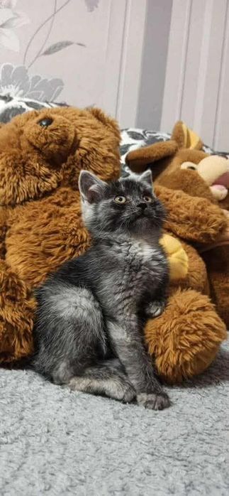 Кошенятко-хлопчик, 2-2,5 місяці