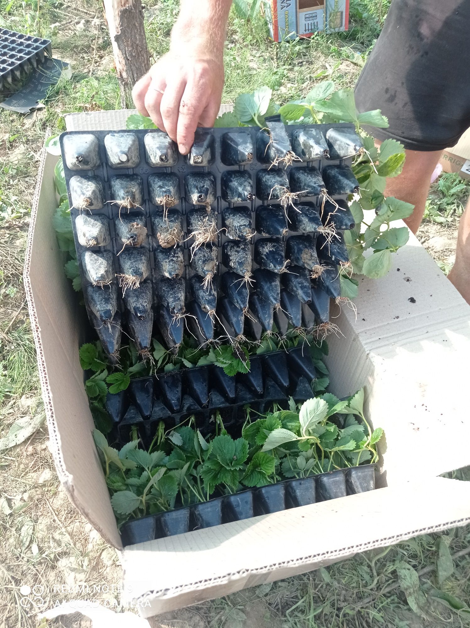 Продам саджанці полуниці, суниці, клубніки, касетна розсада