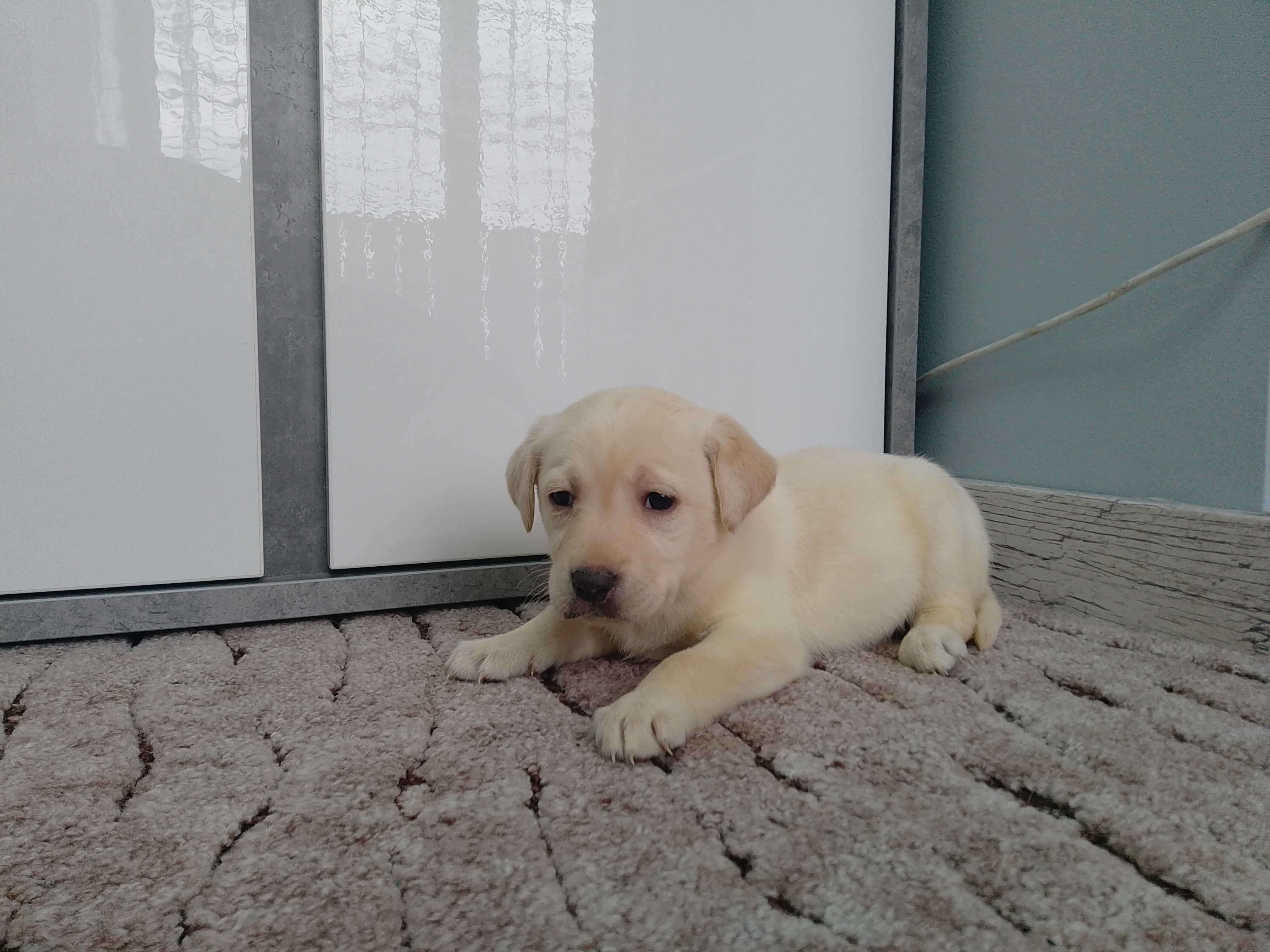 Labrador Retriever suczka
