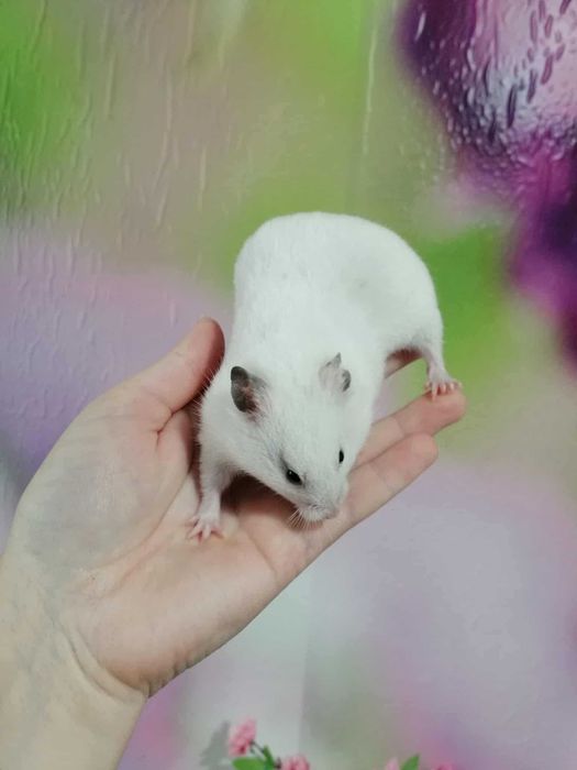 Chomik syryjski 2 samiczki siostry szukają kochającego domu